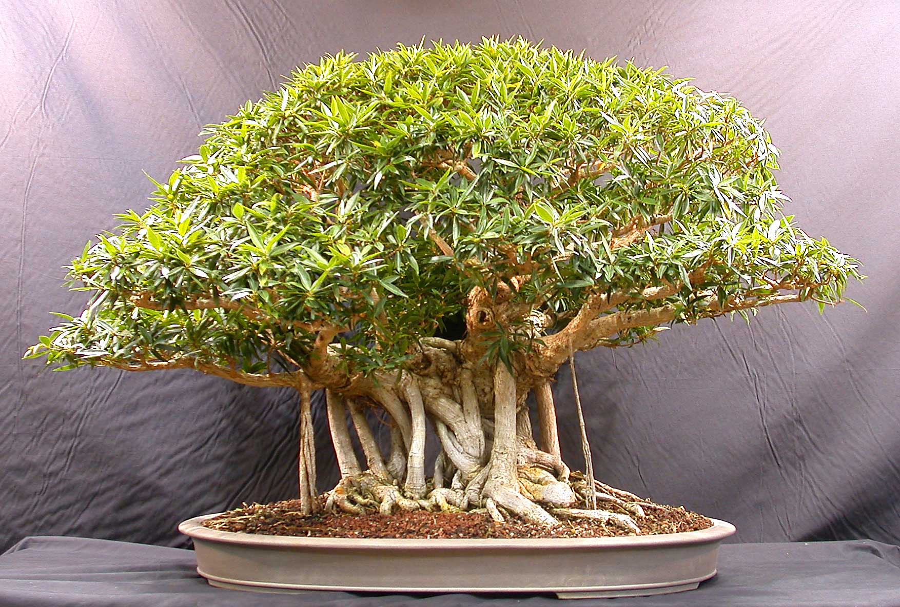 bonsai