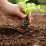 Verduras e Legumes para todas as estações Veja exemplos de verduras e legumes que podem ser cultivados em diversas estações Abóbora Época de colheita de 120 a 150 dias após a semeadura 12 anos Trazendo os melhores produtos e dicas de vida