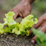 Horta em Apartamentos: Guia Completo para Cultivar Alimentos Frescos em Pequenos Espaços Horta vertical em varanda de apartamento com ervas e vegetais frescos